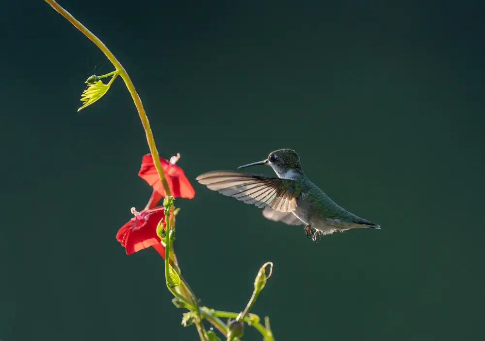 Binbin, L.: Colibrì E Fiori Rossi