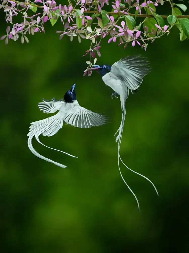 Adhisuria, Rubby: Seriwang Asia Bird