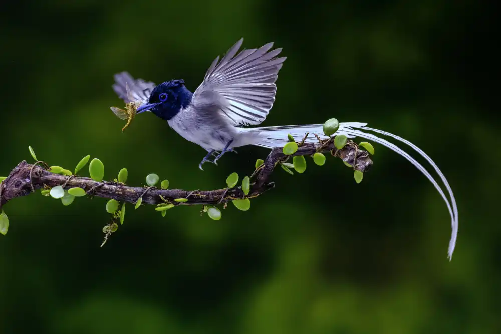 Widjaja, Sally: Flycatcher with his food