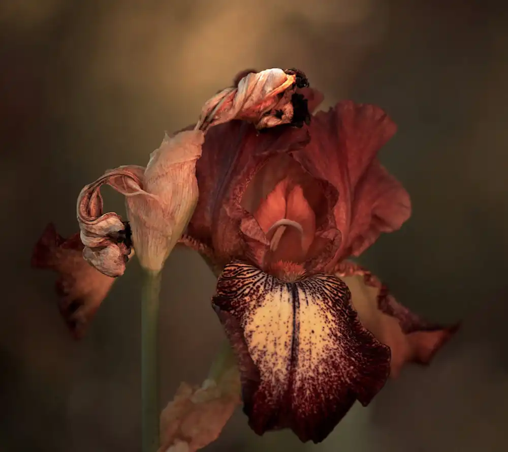Wechsler, Robin: Un iris au printemps