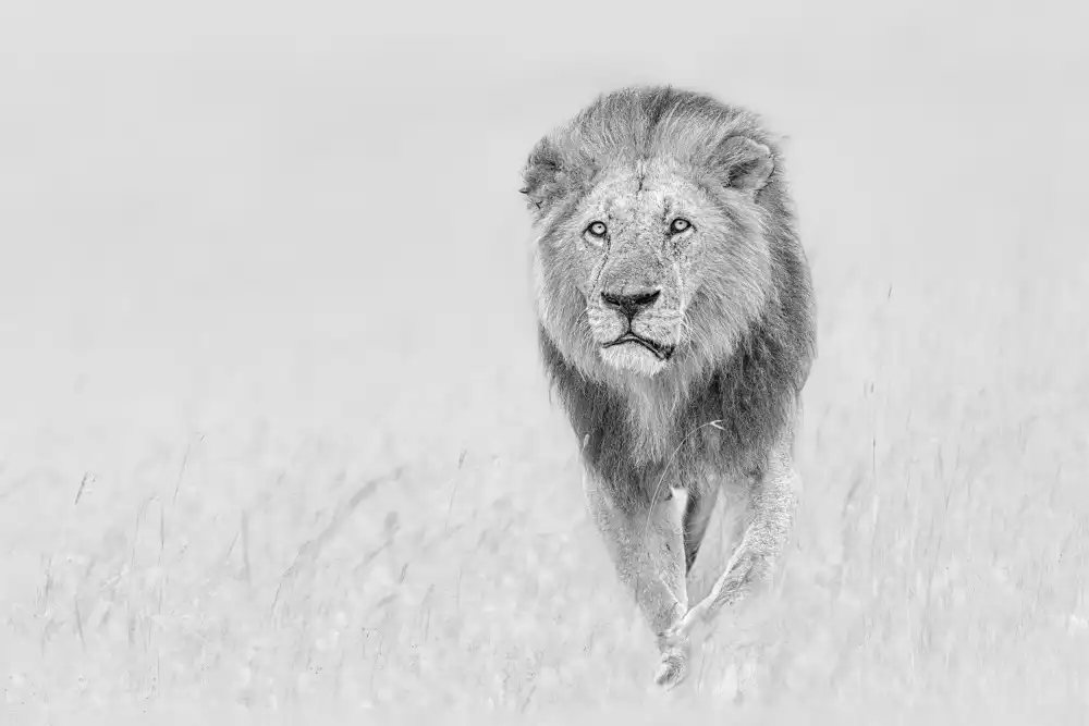 Zuo, Jun: Le roi de la prairie