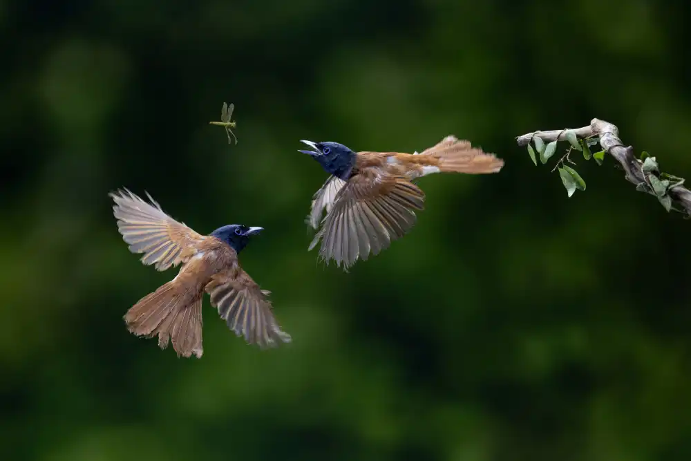 Suhardjo, Lisdiyanto: Uccello pigliamosche
