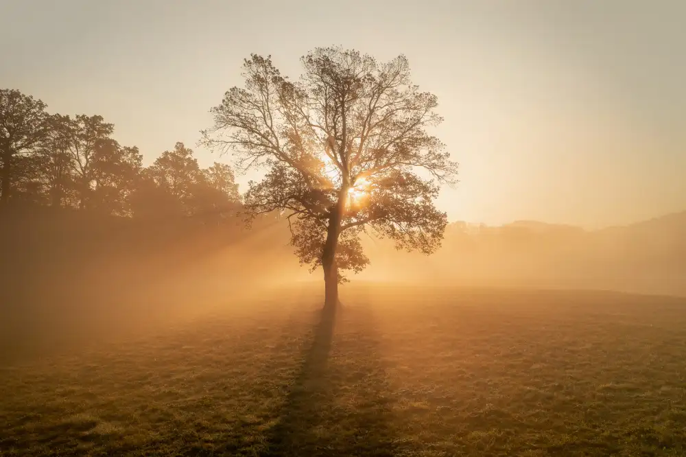Krivec, Ales: Albero solitario