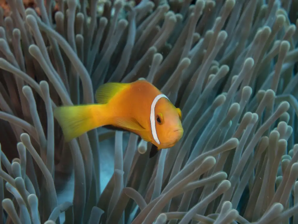 Tov, Ben Ilan: Amphiprion nigripes