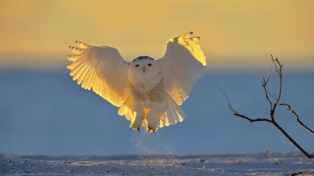 Lam, Gavin: Harfang des neiges au lever du soleil