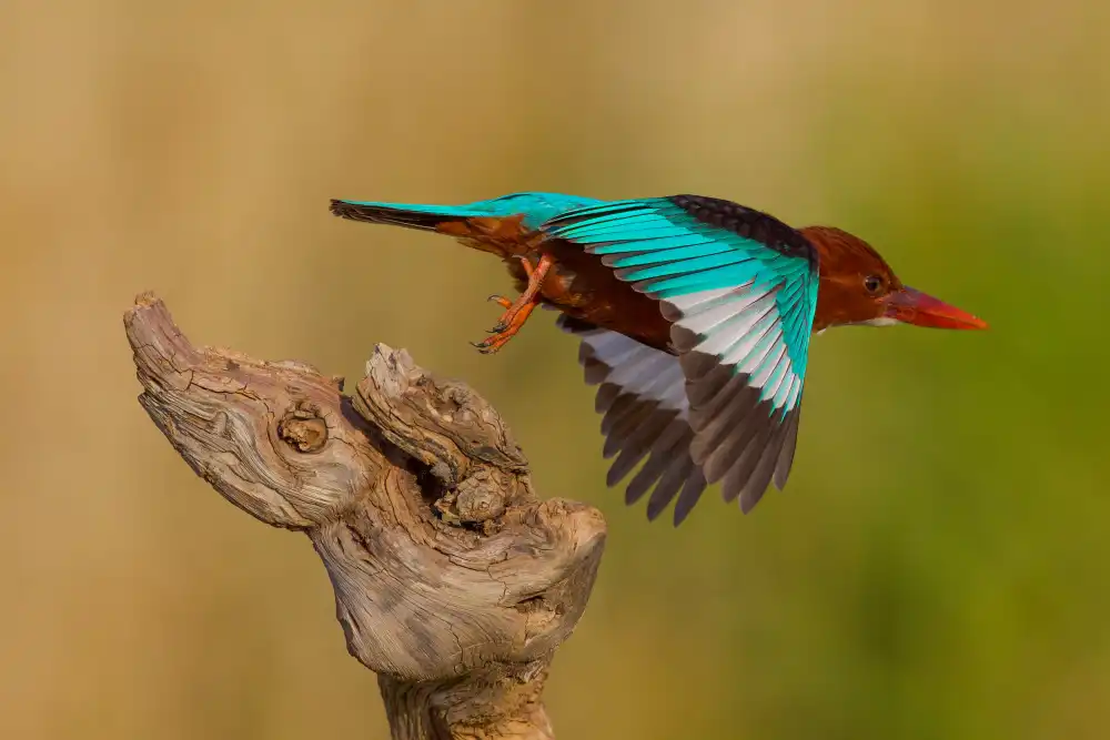 Manusevich, David: Weißkehl-Eisvogel