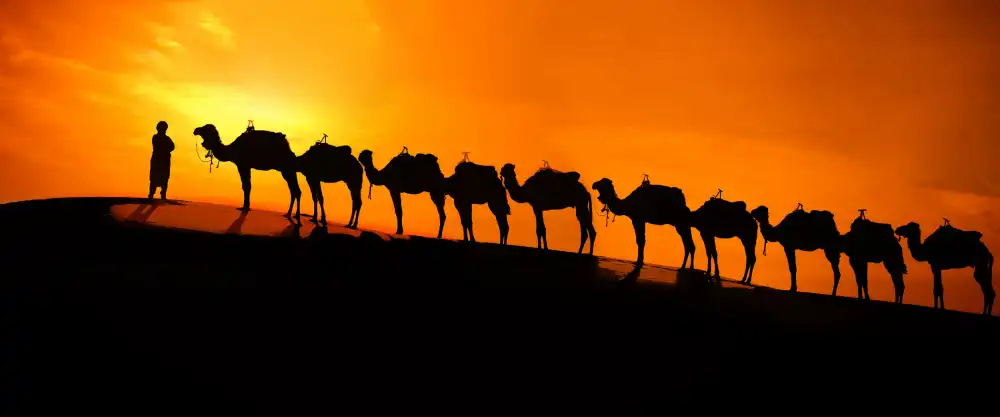 Raskin, Moris: Chameau au coucher du soleil dans le désert