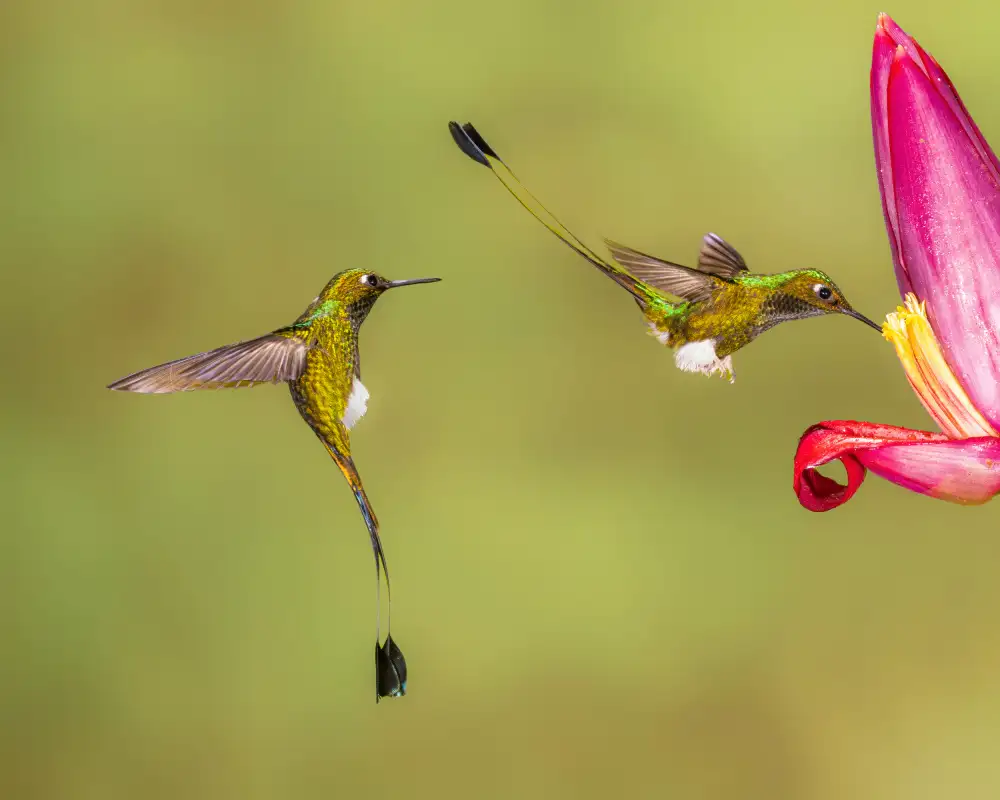 Wei, and Siyu: Aspettando pazientemente