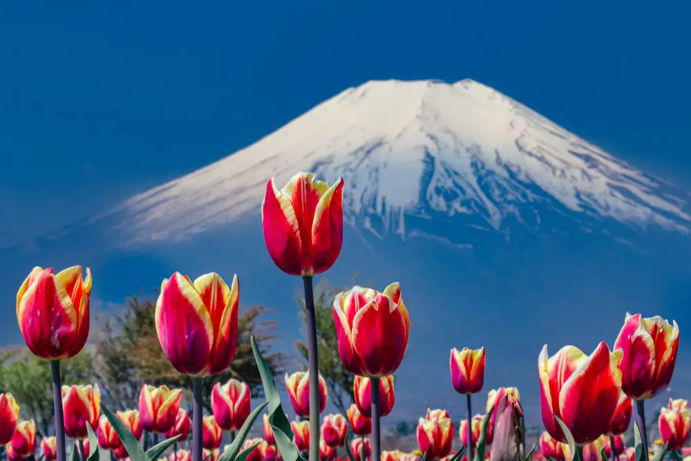 sirou.minami: Tulipani e il Monte Fuji