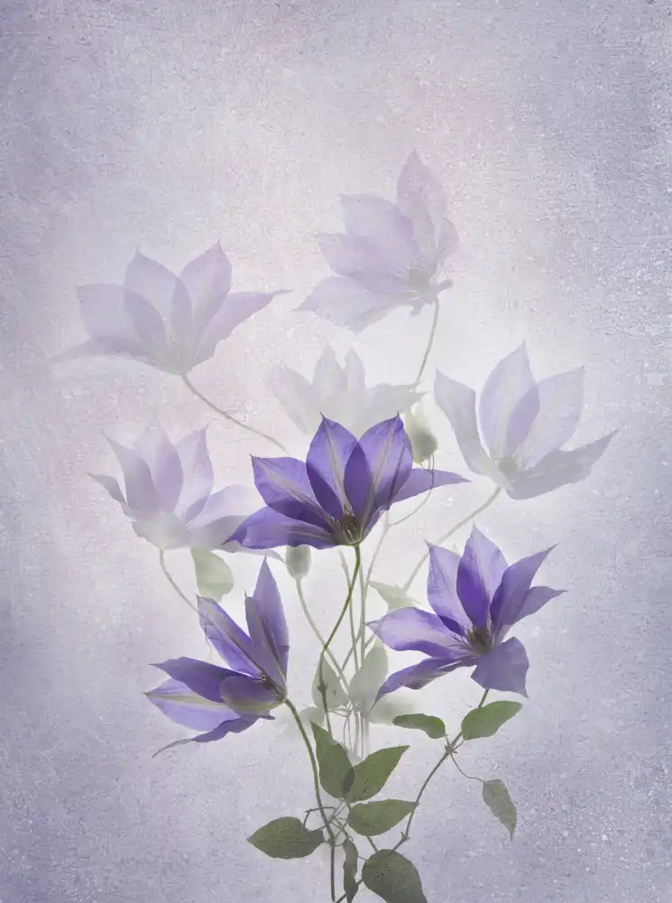 Binbin, L.: Clematide viola
