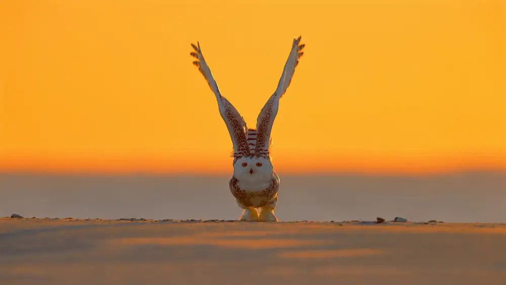 Lam, Gavin: Harfang des neiges au lever du soleil