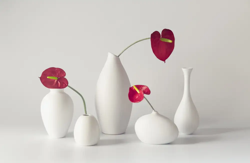 May, G.: Anthurium