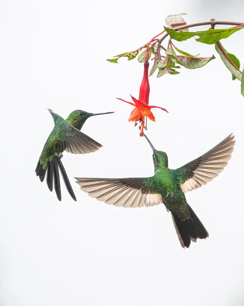 Wei, and Siyu: Due colibrì davanti a un fiore