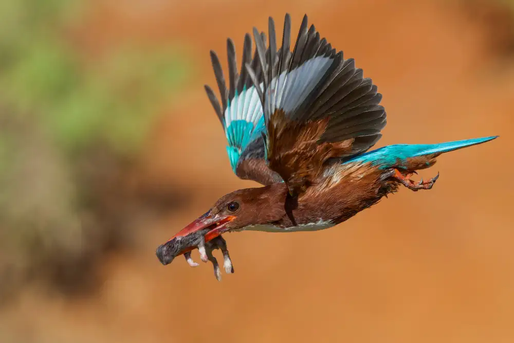 Manusevich, David: Ledňáček říční
