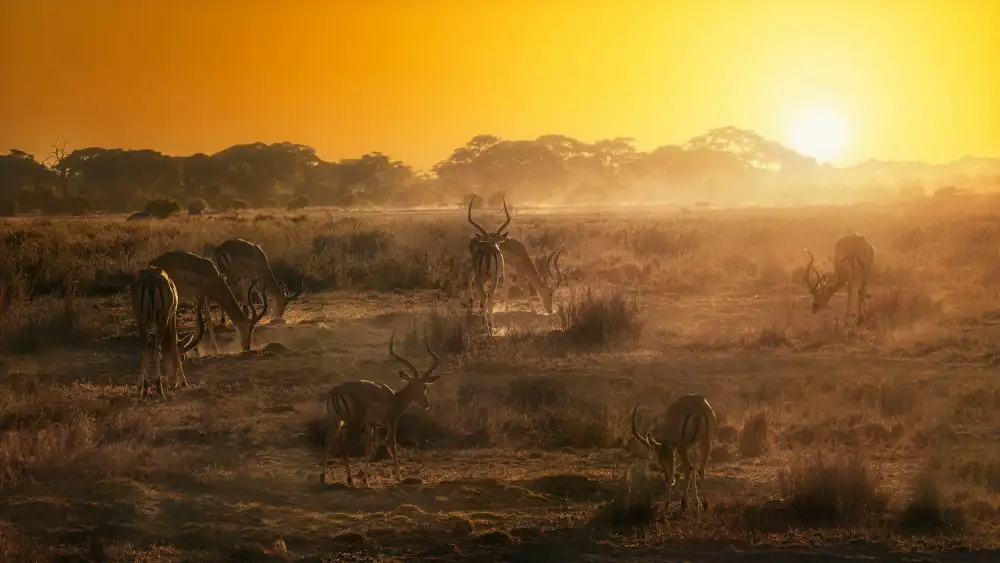Joanaduenas: Atmosfere africane al tramonto A734493