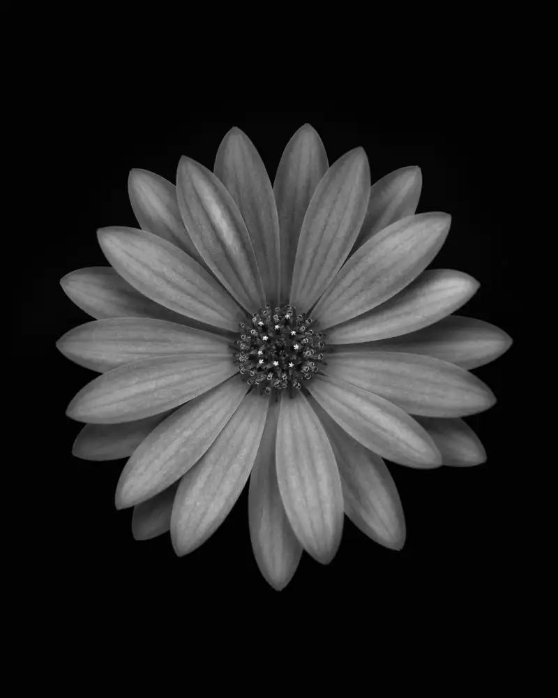 Lotte Grønkjær: Osteospermum | Flowers | Photographs | Fine art