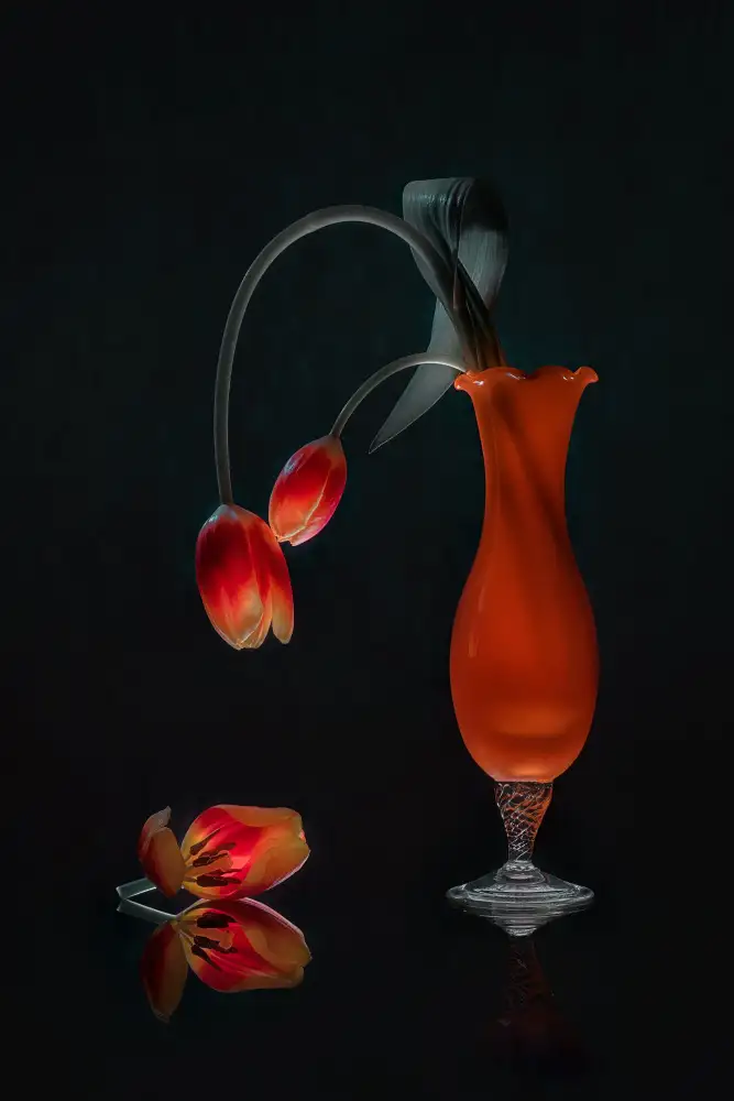 Jacobs, Lydia: Shromáždění tulipánů