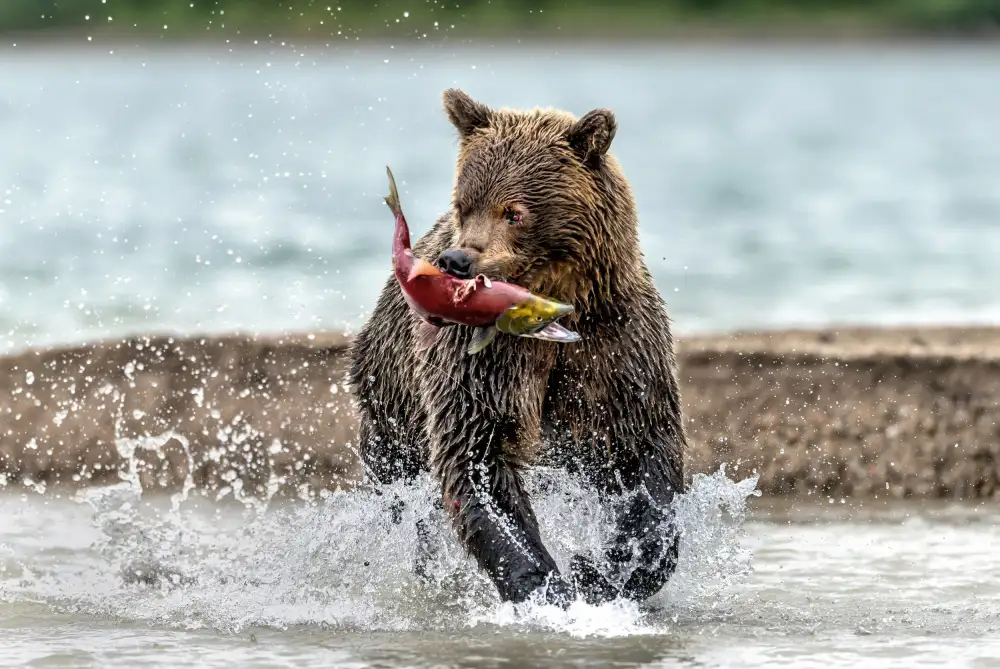 DAmico, Giuseppe: Pesca e corsa