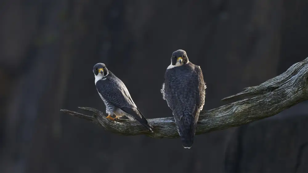 Chen, Johnny: Falco peregrinus