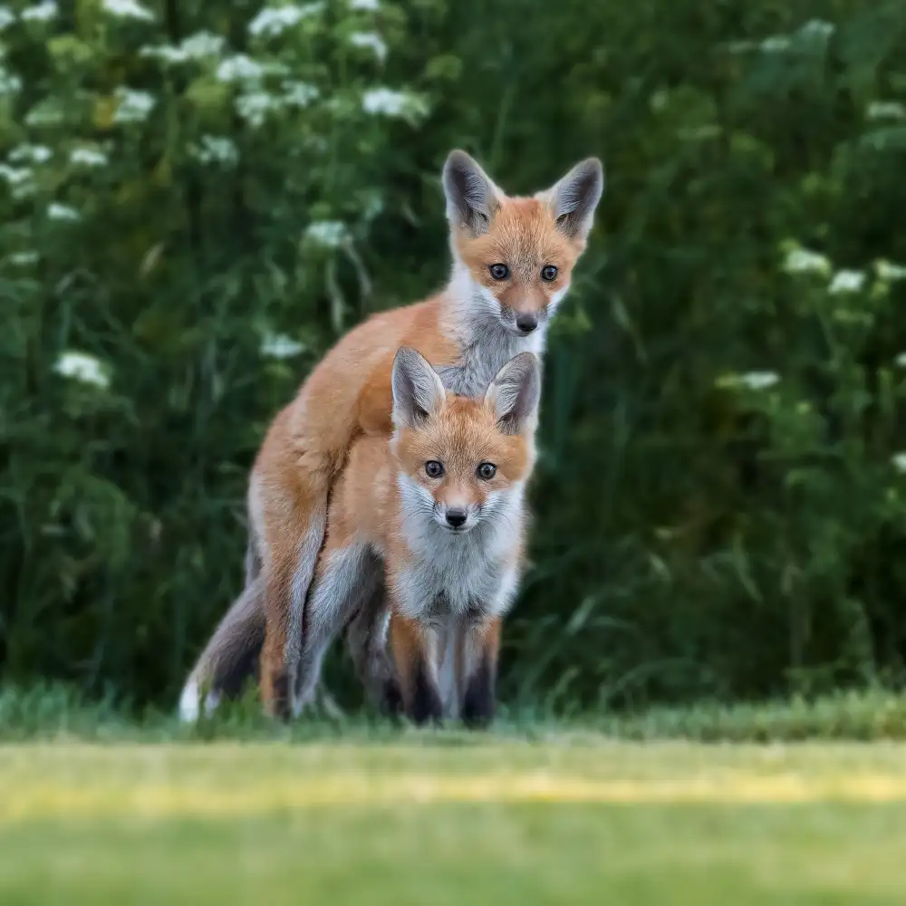 (吉星高照), Taksing: glücklicher kleiner Fuchs