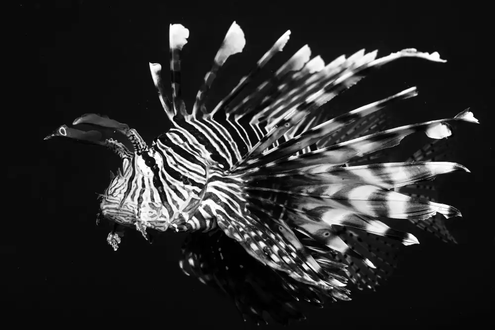 Melesan, Serge: Poisson lion