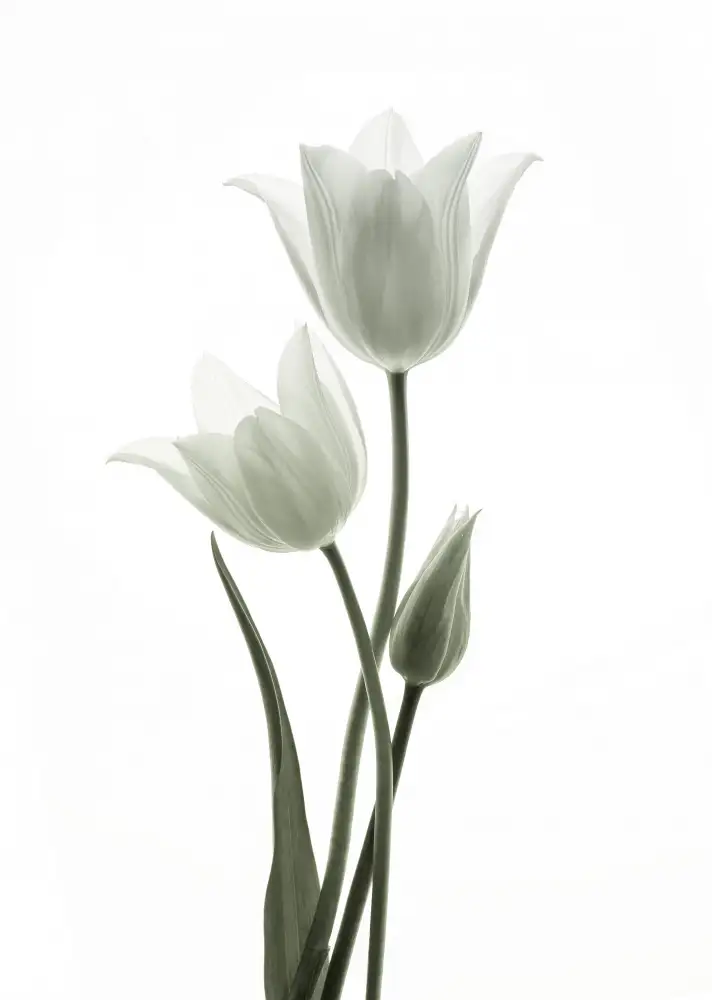 Wang, Ada: Tulipani