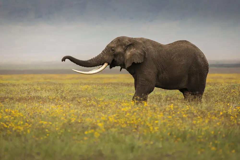 Mirica, Dan: Elefante durante il safari