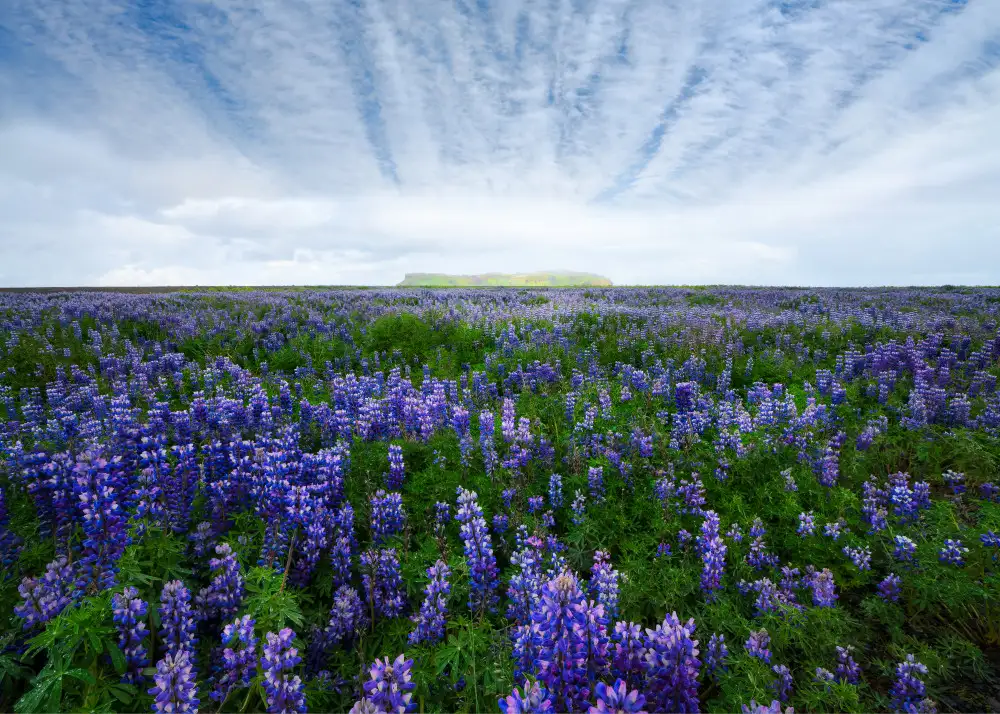 Fan, John: Feld der Lupinen