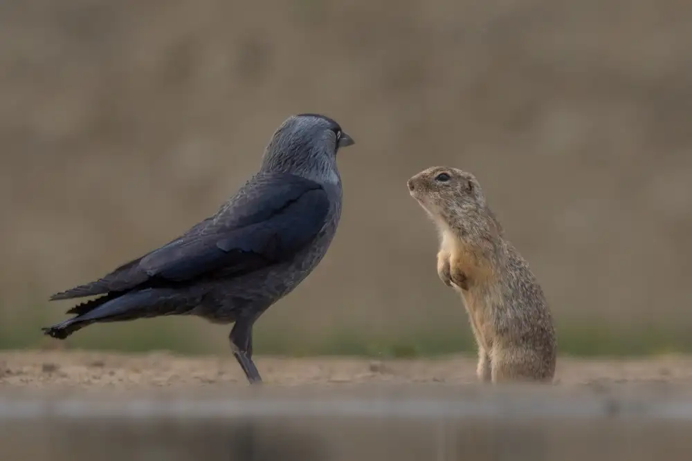 LI, MIN: Parlando