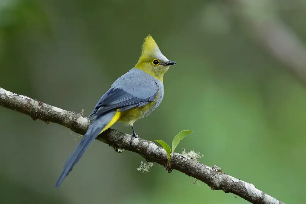 Long-tailed Silky-flycatcher