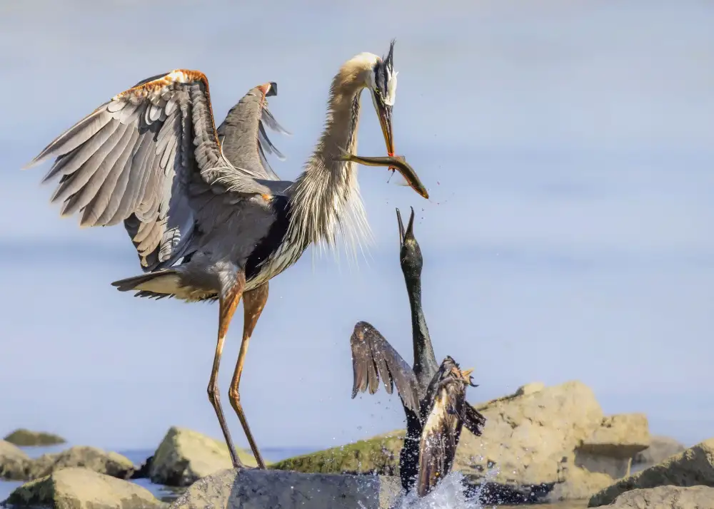 Gu, Zeren: Der Reiher und der Kormoran