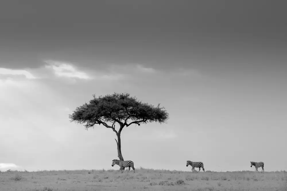 LI, MIN: Zebra e albero