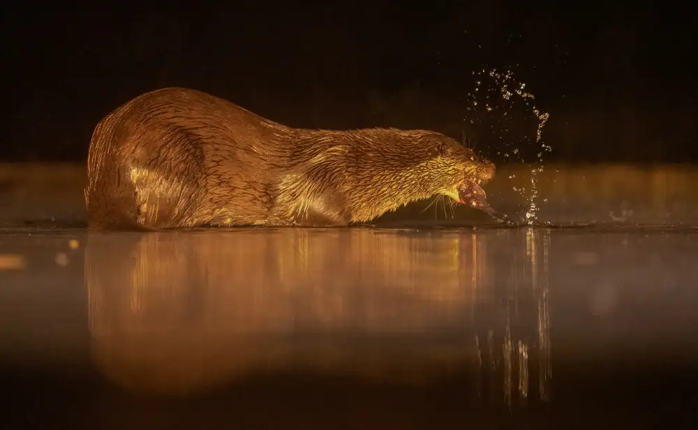 LI, MIN: Lontra
