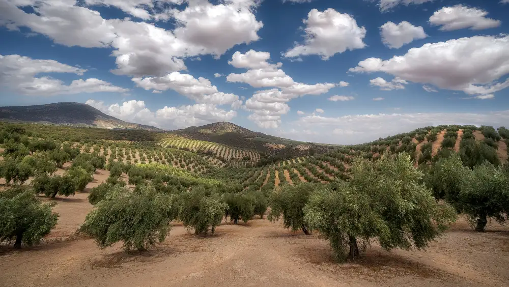 Cremades, Carlos: Olivares,olivary