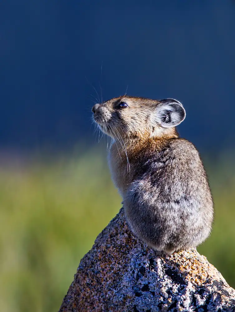 Verdon: 14 000 feet pika