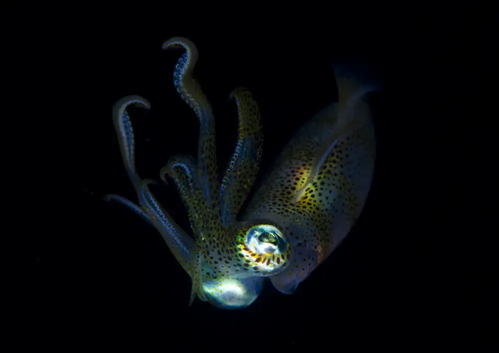 Lin, Y Ryan: Elfo della Notte (Calamari)