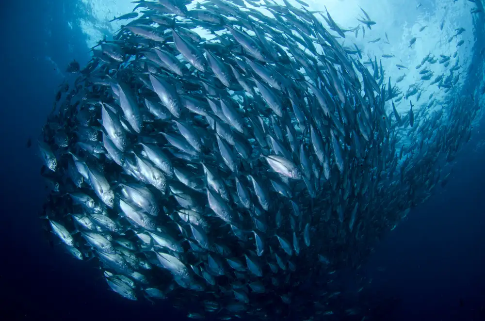 Lin, Y Ryan: pesce palla