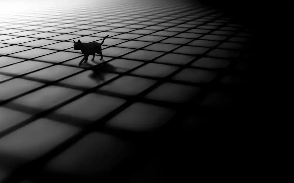 Qadermazi, Arastoo: gatto nero