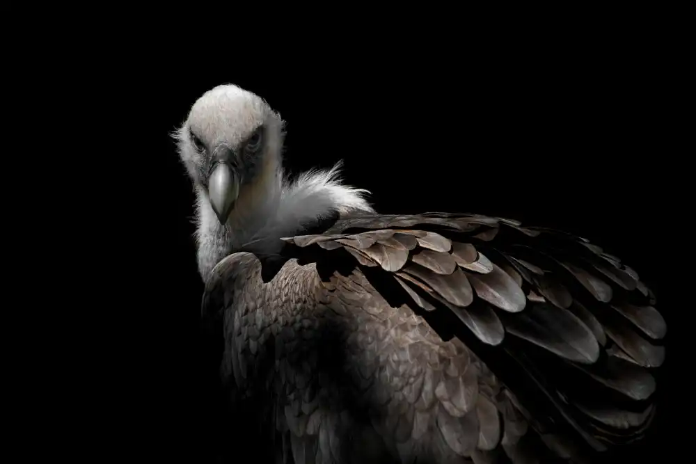Guillemot, Mathilde: Vautour fauve