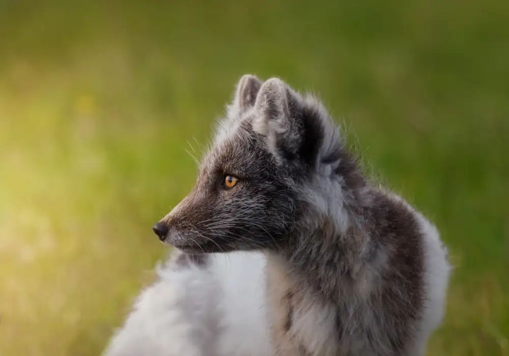 Joanaduenas: Vulpes lagopus o volpe artica A730564