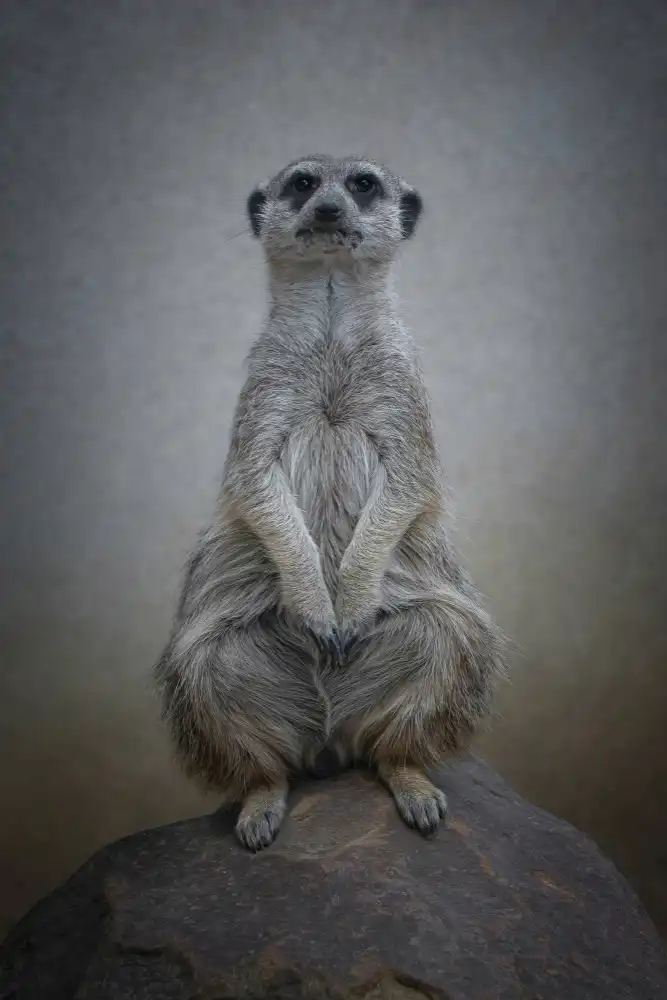 Guillemot, Mathilde: Suricata suricatta - Sentinelle du désert