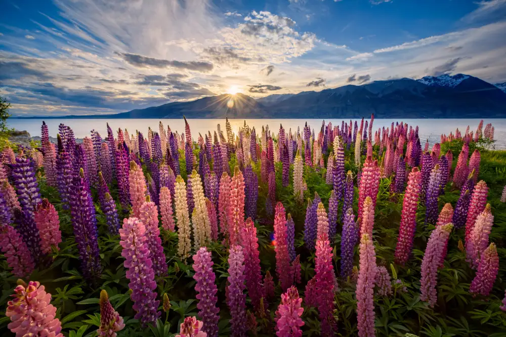 Yu, Zhen James: U jezera Lupins