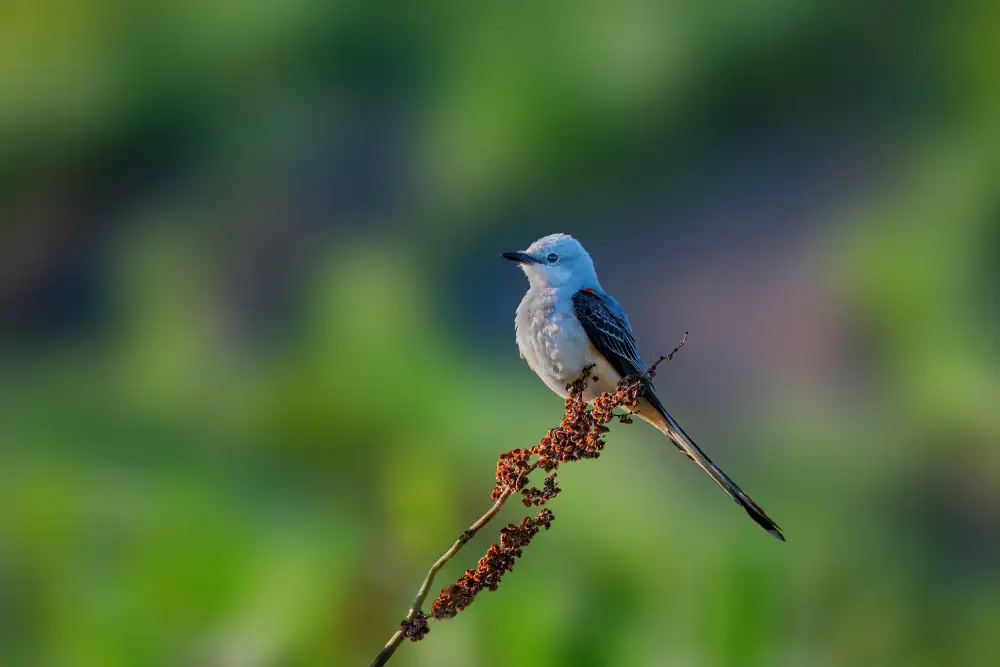 Xu, Jian: SCISSOR TAILED FLYCATCHER