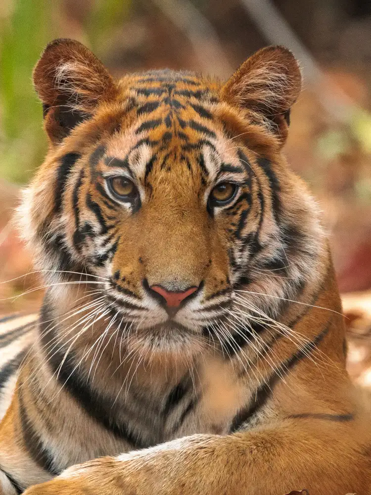 Sethi, Sumangal: Das Tigerporträt