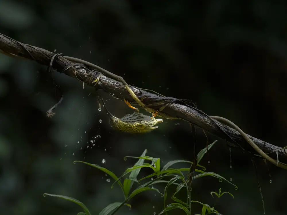 Chakraborty, Chiranjib: Der Wassertrinker