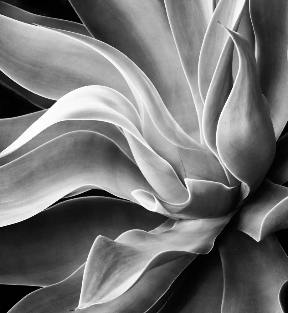 Wechsler, Robin: Estratto di Agave,estate 2022