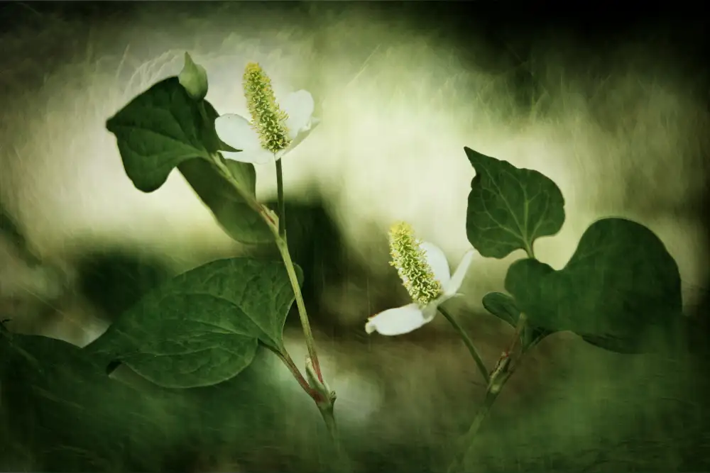 Hirai, Takiko: White reminiscence
