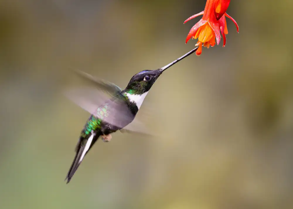 Wei, and Siyu: Rallentatore di un colibrì