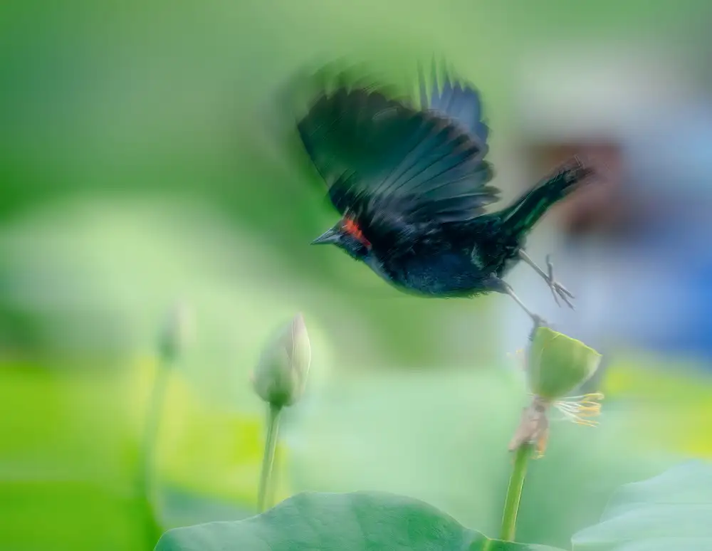 Liang, Ken: Schwarzer Vogel fliegt über Lotus-Samenkapsel