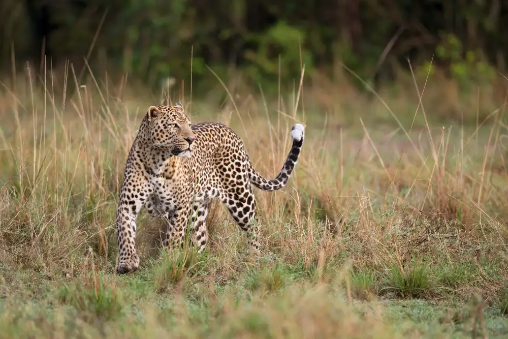 Pozzi, Marco: Leopardo al mattino